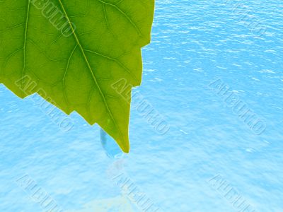 green leaf with the drop