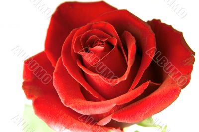 flowering rose