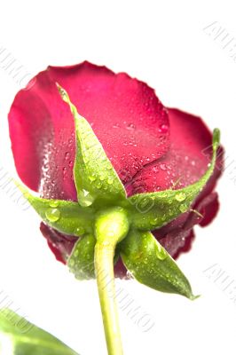 fresh scarlet rose in the drops
