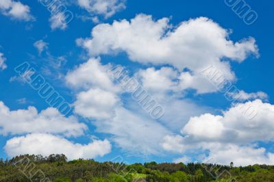 Summer landscape