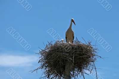 Stork family