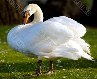 swan in freedom