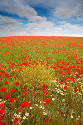 Wild poppies field