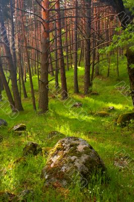 Forest