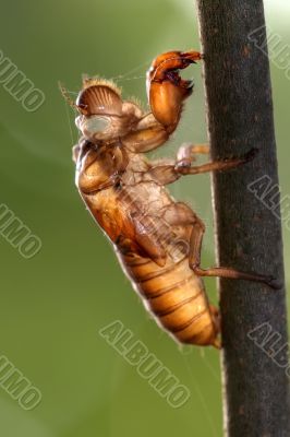 cicada slough