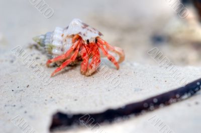 hermit crab