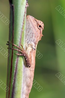 little Agama lizard