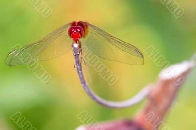 darter dragonfly (Urothemis signata)