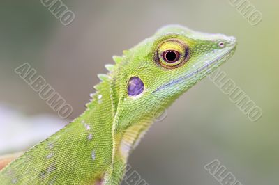Green crested Lizard (Bronchocela cristatella)