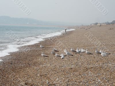 Birds at Beach