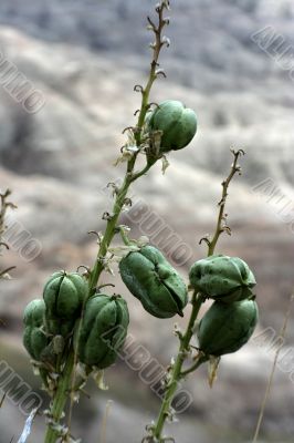 Flower pods badlands