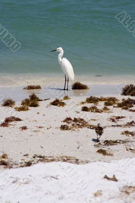 snowy egret