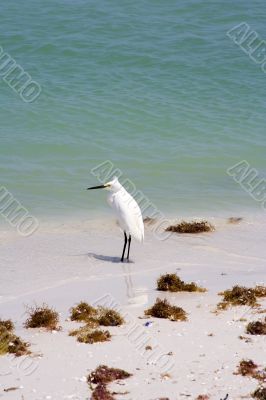 snowy egret