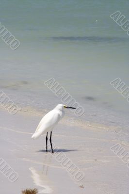 snowy egret