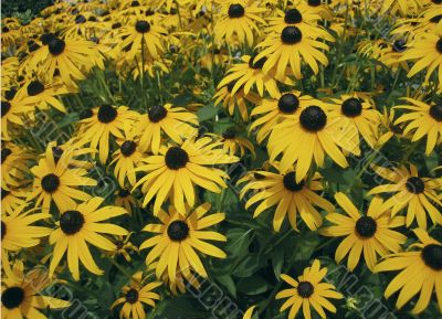 black eye susan