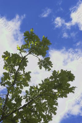 Oak Leaf