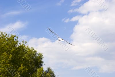 Flying seagull