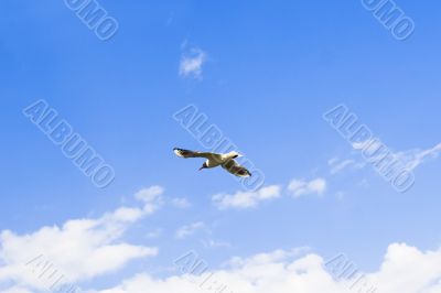 Seagull
