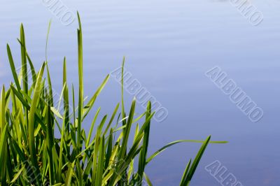 Grass and water