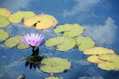Pink waterlily