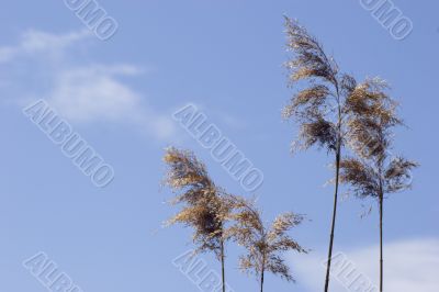 Four Reeds