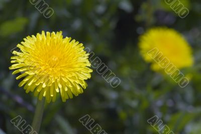 Dandelions