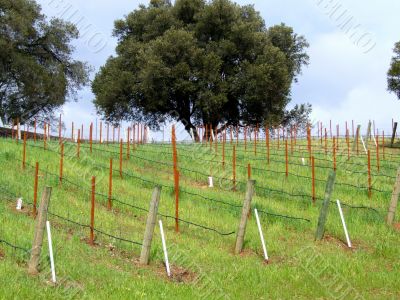 Young Vines