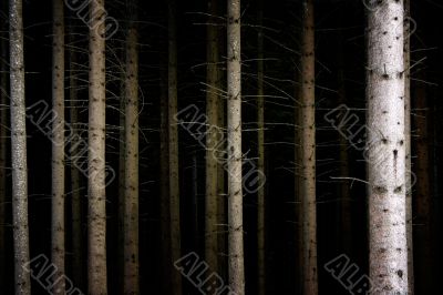Deep Dark Forest