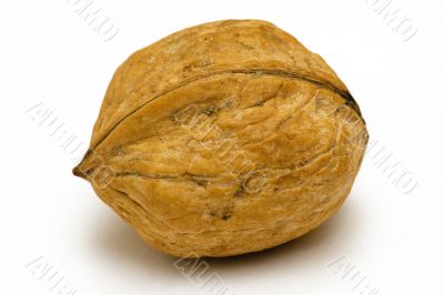 Single Walnut