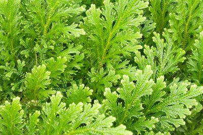 Textures &ndash; Green Plants