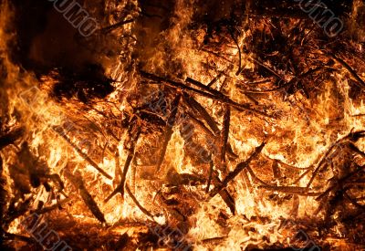 Forest Fire - Close View