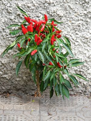 Red Pepper Bush