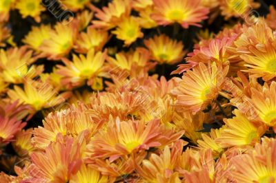 orange daisies