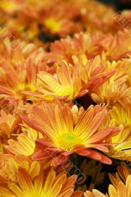orange daisies