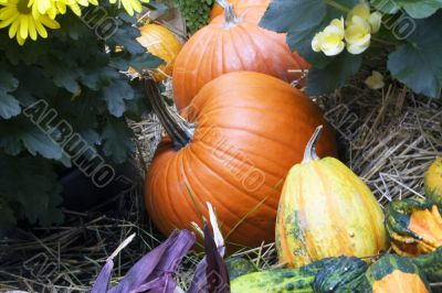 fall time