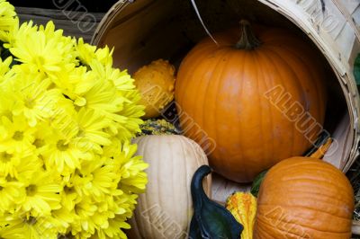 fall pumpkin