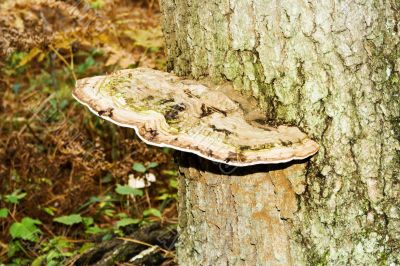fungus