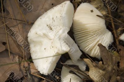mushrooms