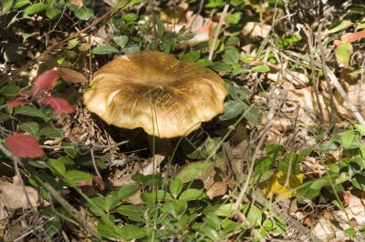 mushroom
