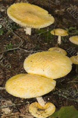 mushrooms