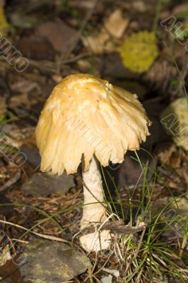mushrooms