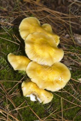 mushrooms
