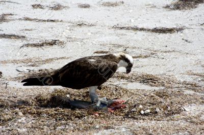 osprey