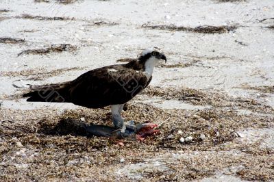 osprey