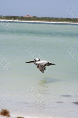 pelican