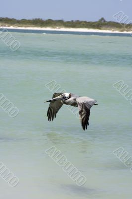 pelican