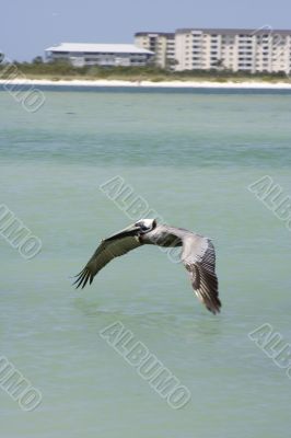 pelican