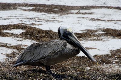 pelican