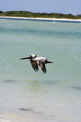 pelican