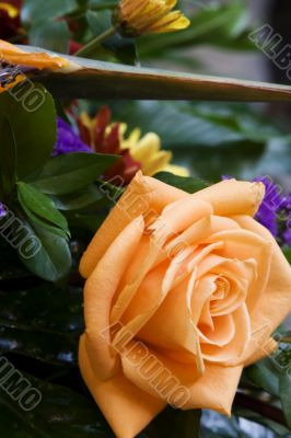 peach roses